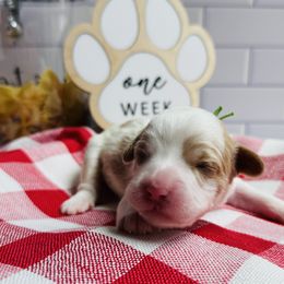 Girl 3 - female Bernedoodle puppy in Katy, Texas from Bluebonnet Bernedoodles of Southeast Texas