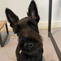 Dixie - Scottish Terrier