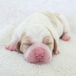 Fuse - Red and white male Basset Hound puppy in Valley, Washington from Peaceful Valley Paws