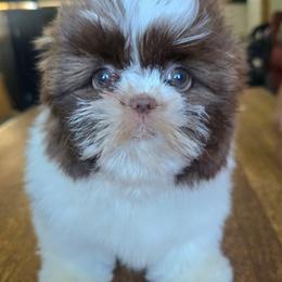 Gia - Liver and white female Shih Tzu puppy in Stroudsburg, Pennsylvania from Puppyville Pa Shih Tzu & frenchies