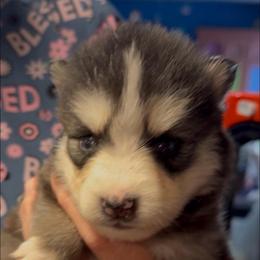 Nikki - Black and white female Pomsky puppy in Spring Hill, Florida from PDQ Pomskies