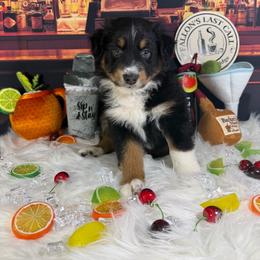 Cosmo (cosmopolitan) - Black tri-color male Australian Shepherd puppy in Fredericksburg, Virginia from Cooper Ridge Aussies