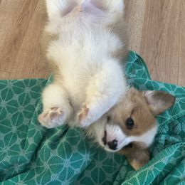 Pembroke Welsh Corgi All Grown Up from Newton Hay & Cattle