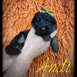Andi - Black and tan female German Shepherd puppy in Fort Jennings, Ohio from Von Holtzapple German shepherds