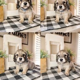 Blue collar male - Cream male Dachshund puppy in Wylie, Texas from Karas Royal Dachshunds