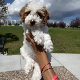 Jesse - Cream female Goldendoodle puppy in Salt Lake City, Utah from Sweet T Doodles