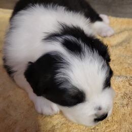 Australian Shepherd Puppies from Lynn Gregory - Blueridge Aussies