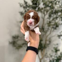 Twix - Red  male Goldendoodle puppy in Rio Linda, California from Plush Doodles