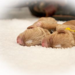 Australian Labradoodle Puppies from Integrity Labradoodles