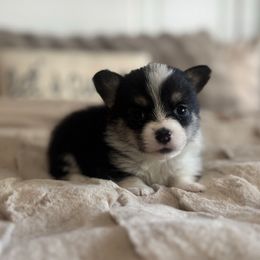 Pablo - Black and tan male American Corgi puppy in Paradise, Texas from Bar S Corgis