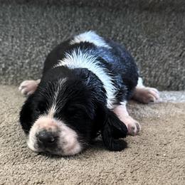 Kovu - Black white and brown male Basset Hound puppy in Leroy, Michigan from Iron Sentry Farms