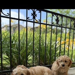French Bulldog, Goldendoodle, and Golden Retriever All Grown Up from SoCalFamilyFrenchies, Doodles and more
