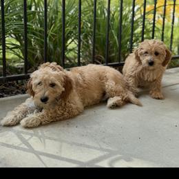 French Bulldog, Goldendoodle, and Golden Retriever All Grown Up from SoCalFamilyFrenchies, Doodles and more