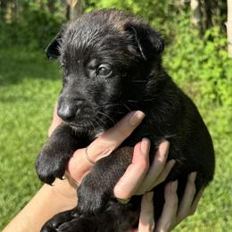 Yellow Boy 4 - Black sable male Belgian Malinois puppy in Orange, Texas from Tacti-Mal K9 Kennels