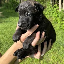 Yellow Boy 4 - Black sable male Belgian Malinois puppy in Orange, Texas from Tacti-Mal K9 Kennels