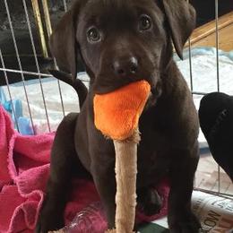 Labrador Retriever Puppies from Amber Run Kennels