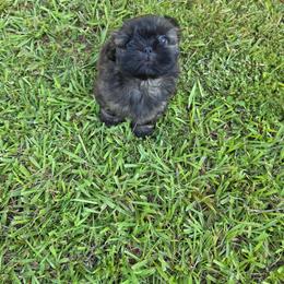 Onyx - Brindle male Shih Tzu puppy in Rockmart, Georgia from Sonya Garrett