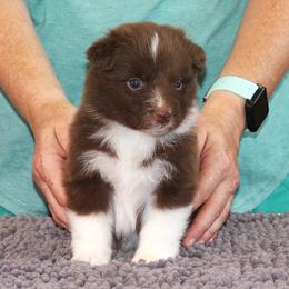 Honor - Red & white female Australian Shepherd puppy in Marshall, Indiana from Larkwood Australian Shepherds