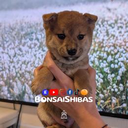 KIT - Red male Shiba Inu puppy in Minnesota from BonsaiShibas