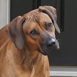 Charlie - Rhodesian Ridgeback