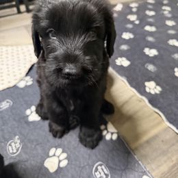 Klaus (boy 1) - Black male Giant Schnauzer puppy in Bois D’arc, Missouri from Down Low Kennels