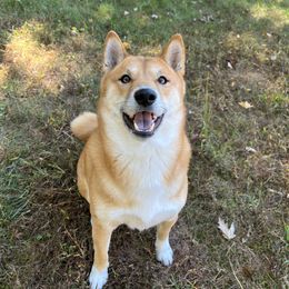 Hunter - Shiba Inu