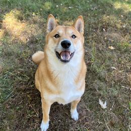 Hunter - Shiba Inu
