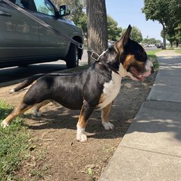 Fahrenheit - Miniature Bull Terrier