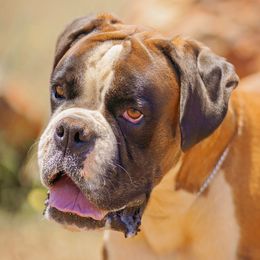 Lazer - Boxer