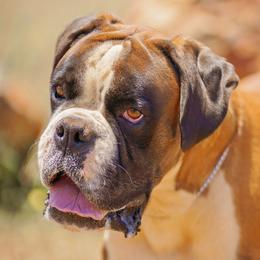 Lazer - Boxer
