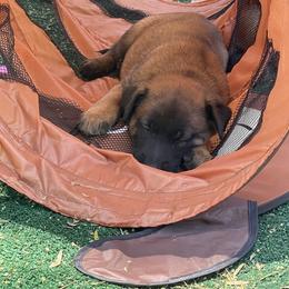 Belgian Malinois Puppies from BlueStone