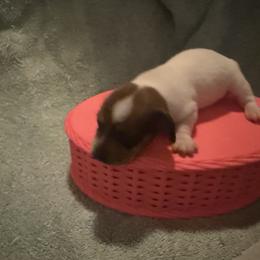 Girl 3 - Red female Dachshund puppy in Paisley, Florida from Pantheon Dachshunds