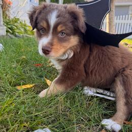 Champagne - Red tri male Miniature Australian Shepherd puppy in Massapequa, New York from All That Auss Mini Aussies