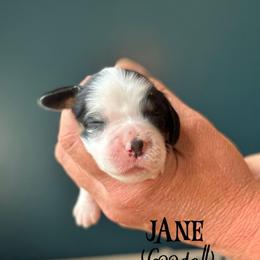 Jane (Goodall) - Black white and tan female English Springer Spaniel puppy in Tupalo, Mississippi from Butterfield Trail Farm