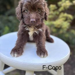 Coco - Brown and white female Aussiedoodle puppy in Strasburg, Pennsylvania from Still Water Puppies
