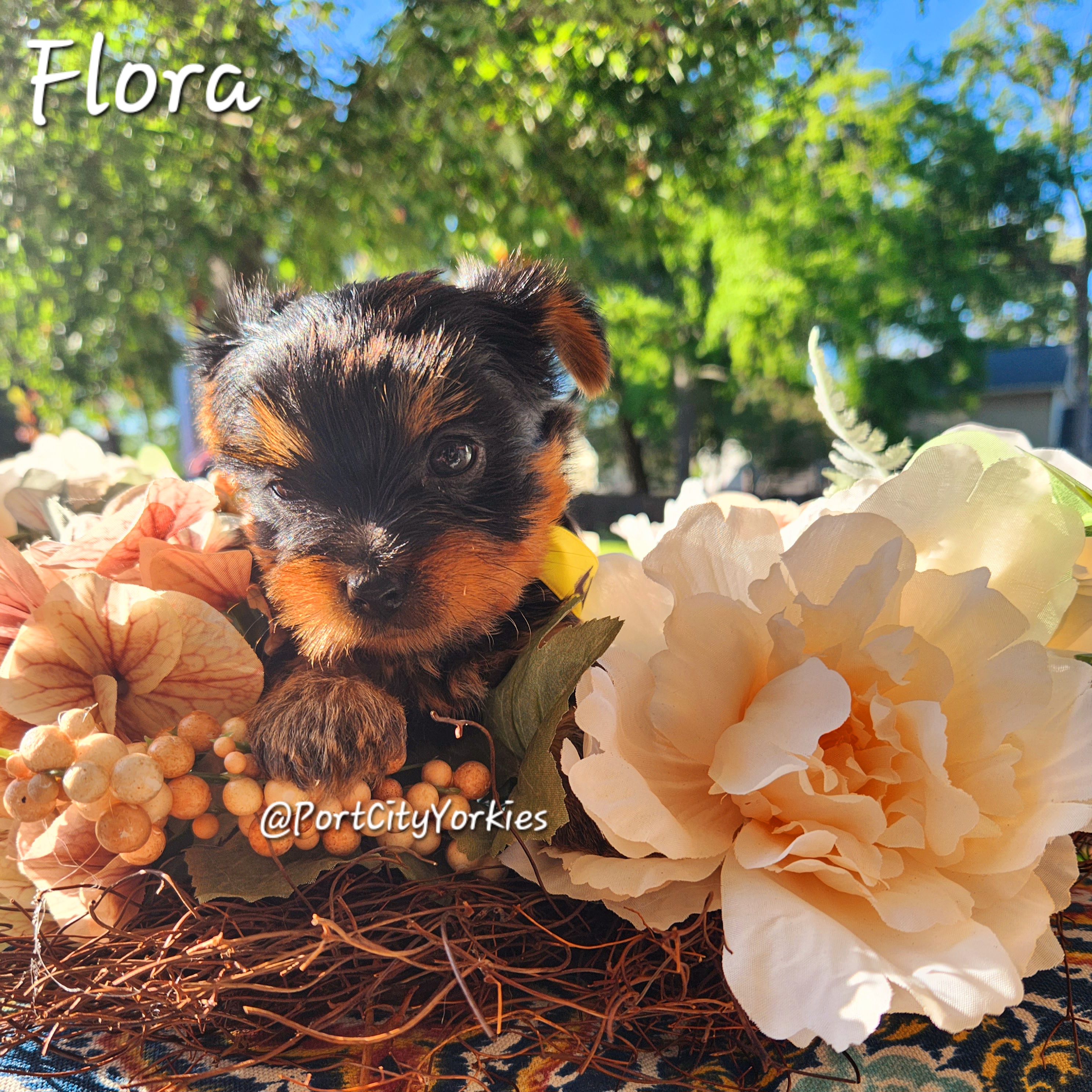 Yorkshire Terrier Puppies from Port City Yorkies LLC