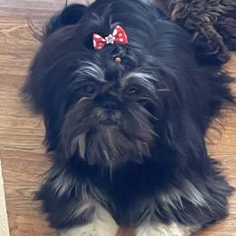 Maci - Shih Tzu