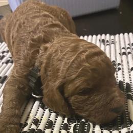 Boy 2 - male Poodle puppy in Summit, Mississippi from poodles and doodles llc