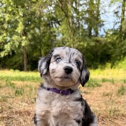 Margarita - Blue merle female Aussiedoodle puppy in Mulino, Oregon from Korbella Farm