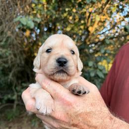 Happy - Light golden female Golden Retriever puppy in Knoxville, Tennessee from Jack and Ginger’s Goldens