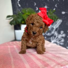 Scarlette - Red  female Goldendoodle puppy in Shingle Springs, California from Creamy Retrievers