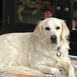 Pearl - Golden Retriever