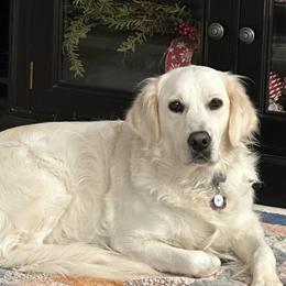 Pearl - Golden Retriever