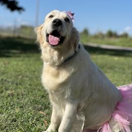 Amari - Golden Retriever