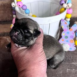 Pink collar - Fawn female Pug puppy in Tucson, Arizona from Furever Friends