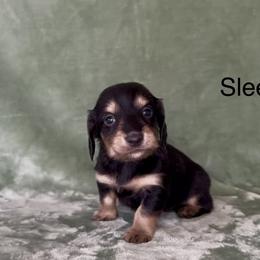 Sleepy - Black and cream male Dachshund puppy in Poteau, Oklahoma from Sisters Dazzling Dachshunds
