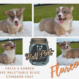 Boy 3 - male Pembroke Welsh Corgi puppy in Poteau, Oklahoma from Half-Pint Corgis