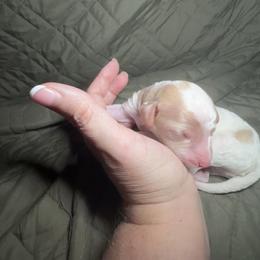 Casanova - Blenheim male Cavapoo puppy in Austin, Texas from Doodles of Central Texas