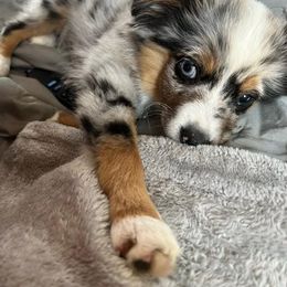 Miniature Australian Shepherd and Toy Australian Shepherd Puppies from Hochatown Awesome Aussies