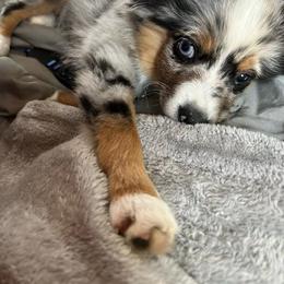 Miniature Australian Shepherd and Toy Australian Shepherd Puppies from Hochatown Awesome Aussies